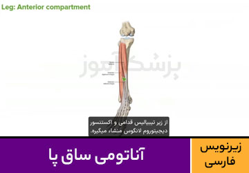 آموزش آناتومی ساق پا