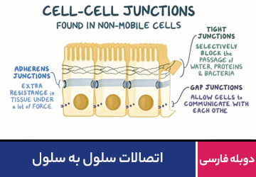 اتصالات سلول به سلول